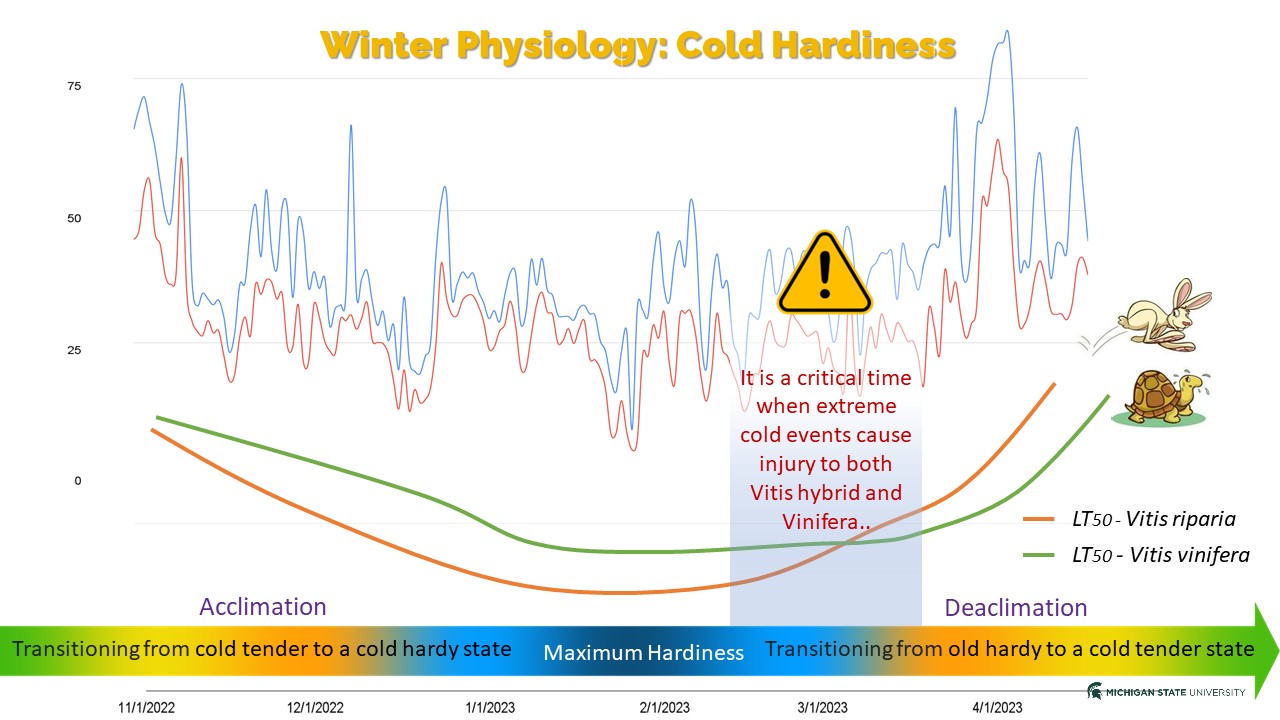 A line chart showing cold hardiness changes during a typical dormant season between Vitis riparia and Vitis vinifera.